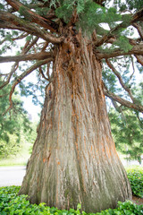 huge old green pine