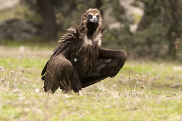 Black vulture. Aegypius monachus