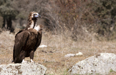 Black vulture. Aegypius monachus