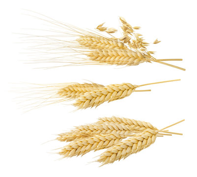 Wheat oat ears set 4 isolated on white background
