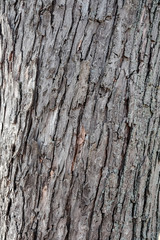 Bark Background