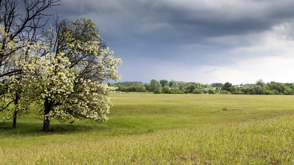 Fototapeta na wymiar Cloudy skies and green fields blooming tree.