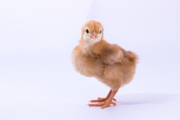 Chicken, Rhode Island Red Chick