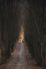 Aleja grabowa, droga przez las © D'automne Dragon