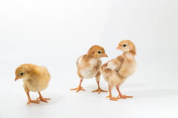 Group of Chick, Rhode Island Red Chicken