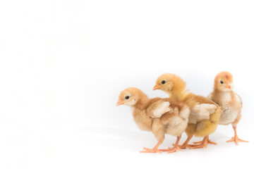 Group of Chick, Rhode Island Red Chicken