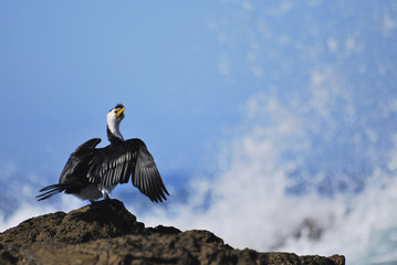 Cormoran se faisant sécher les plumes au soleil au bord de la mer