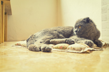 Obraz premium abstract dark silver cat sleep on soft floor - can use to display or montage on product