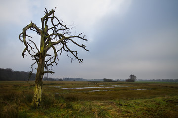 Dead Oak tree in a field on a grey day