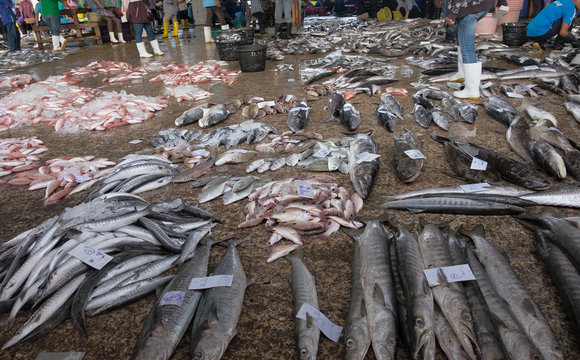 Sell fish barracudas