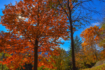 Alberi con foglie rosse in autunno