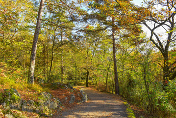 Strada che procede nel bosco