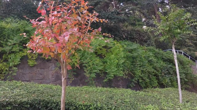 Stone wall with climbing plants