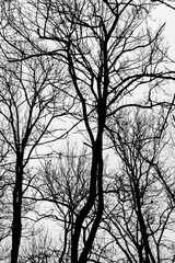 Fototapeta na wymiar Abstract bare tree branches