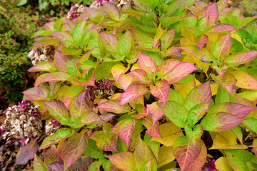 Autumn foliage