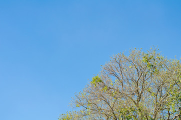 Obraz premium Up view on tree and clouds on blue sky