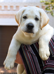 the little cute labrador puppy on a shoulder