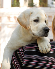 little cute labrador puppy on a shoulder