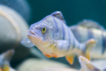 marine fish in the aquarium in glass