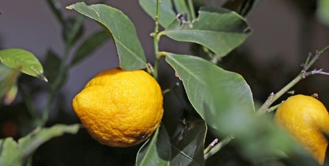 yellow Mediterranean lemon with very thick and wrinkled skin