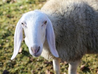 sheep with long ears and woolly fleece