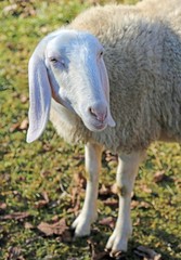sheep with long ears and fleece