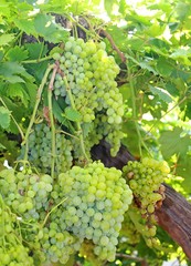bunches of ripe white grapes on vineyard in autumn