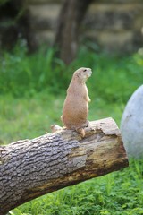 Prairie dog on a trunk of a tree