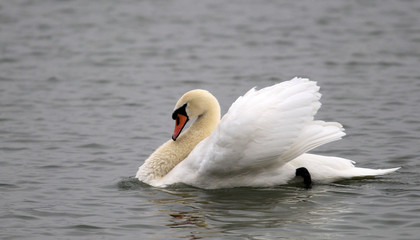 Fototapeta premium Mute Swan swimming on river Danube, Belgrade Serbia, municipalities Zemun.