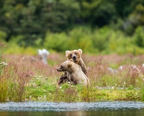 Mother brown bear with a cub playing on the shore of the lake. USA. Alaska. Katmai National Park. An excellent illustration.
