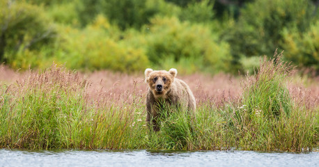 Brown bear walks along the shore of the lake. USA. Alaska. Katmai National Park. An excellent illustration.