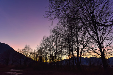 Alberi che si stagliano contro il tramonto violetto