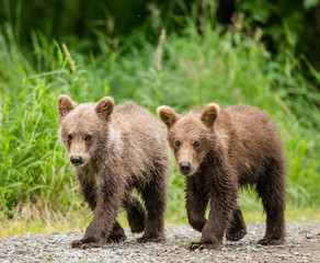 Two brown bear cub goes along the path next to each other. USA. Alaska. Katmai National Park. An excellent illustration