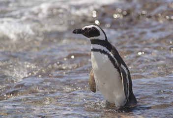 Penguin of Magellan