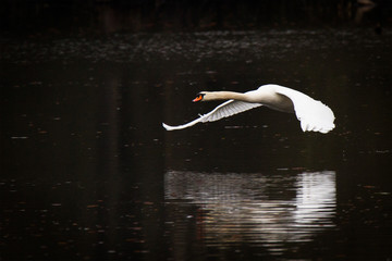 flying swan © Cloudtail