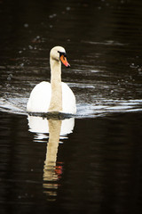 Fototapeta premium swimming swan