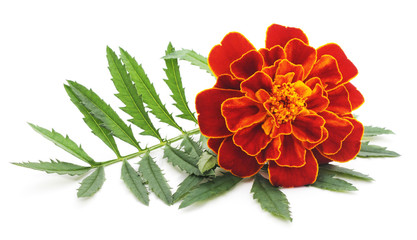 One flower marigold.
