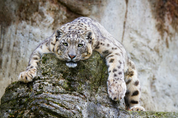 Snow leopard