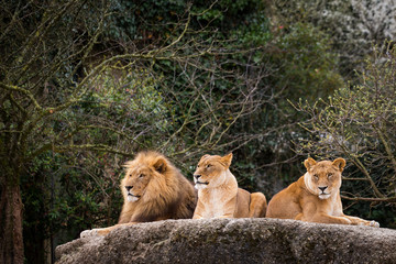 Lions