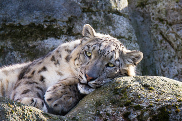 Snow leopard