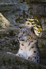 Snow leopard