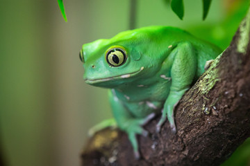 Maki frog