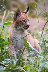 lynx cub