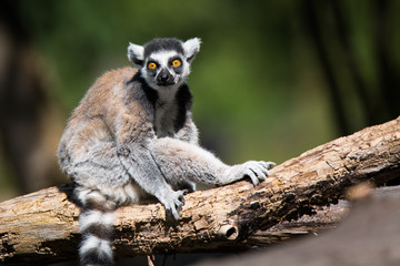 Ring tailed lemur