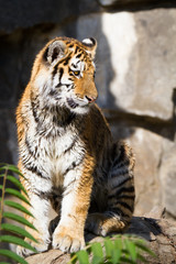 Amur tiger