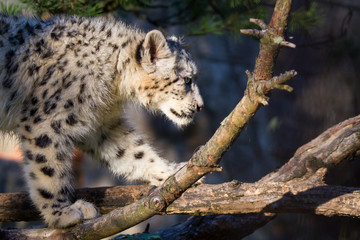 Snow leopard