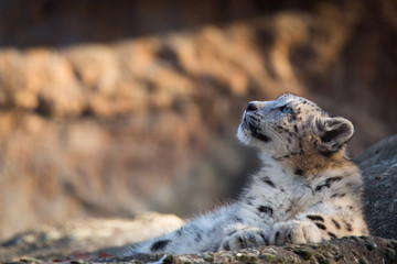 Snow leopard © Cloudtail