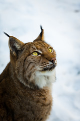 Obraz premium lynx portrait