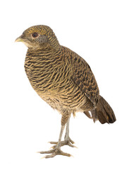 pheasant female gold