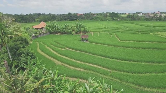 4k aerial footage of a rice field on Bali, Indonesia.